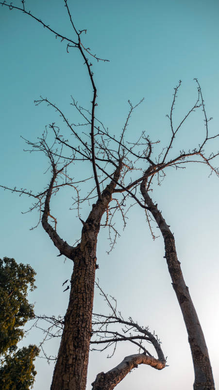 枯树仰望蓝天图片