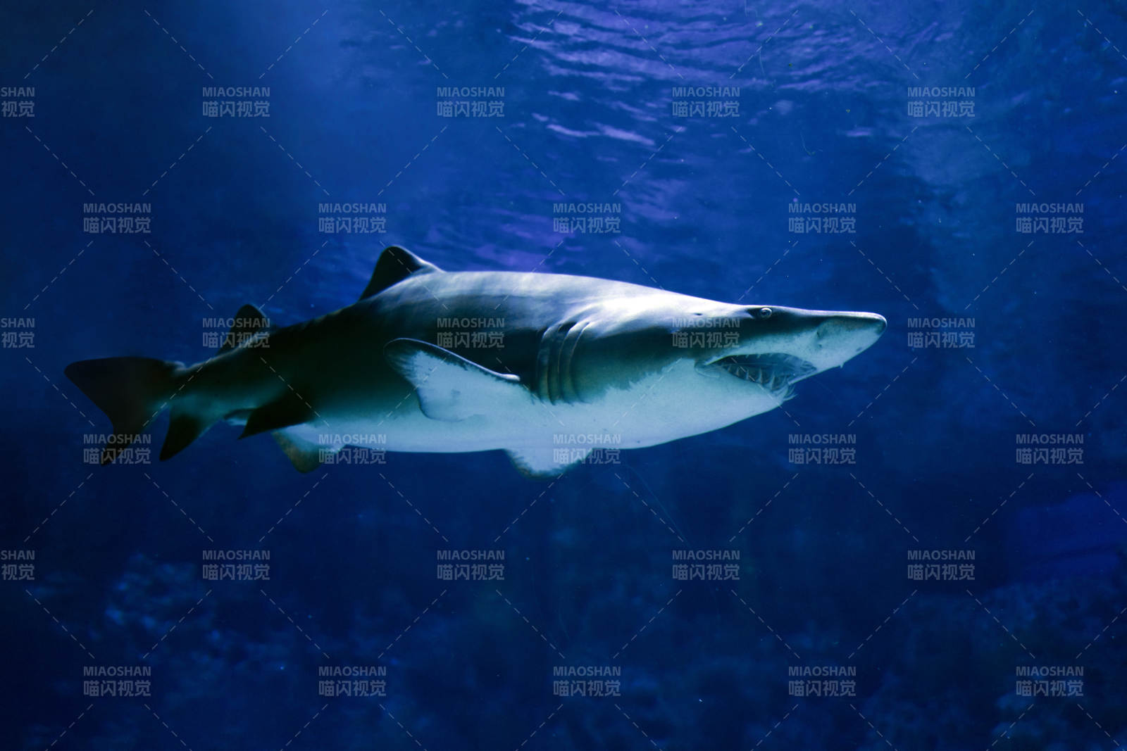 深海鲨鱼游弋图片