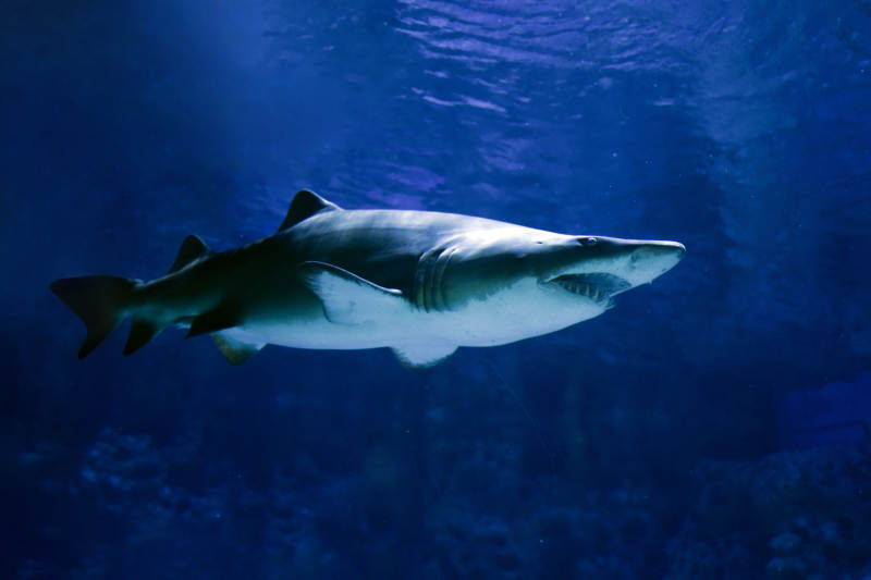 深海鲨鱼游弋图片