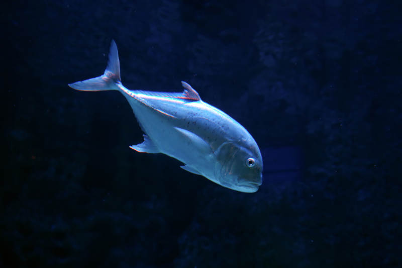 深海银鱼游弋图片