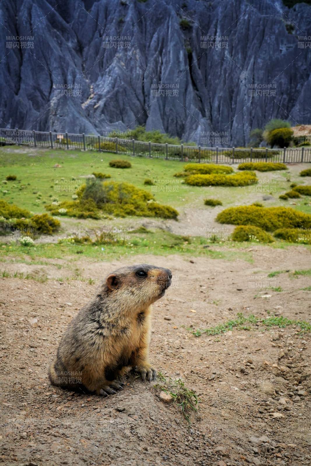 墨石公园的土拨鼠图片