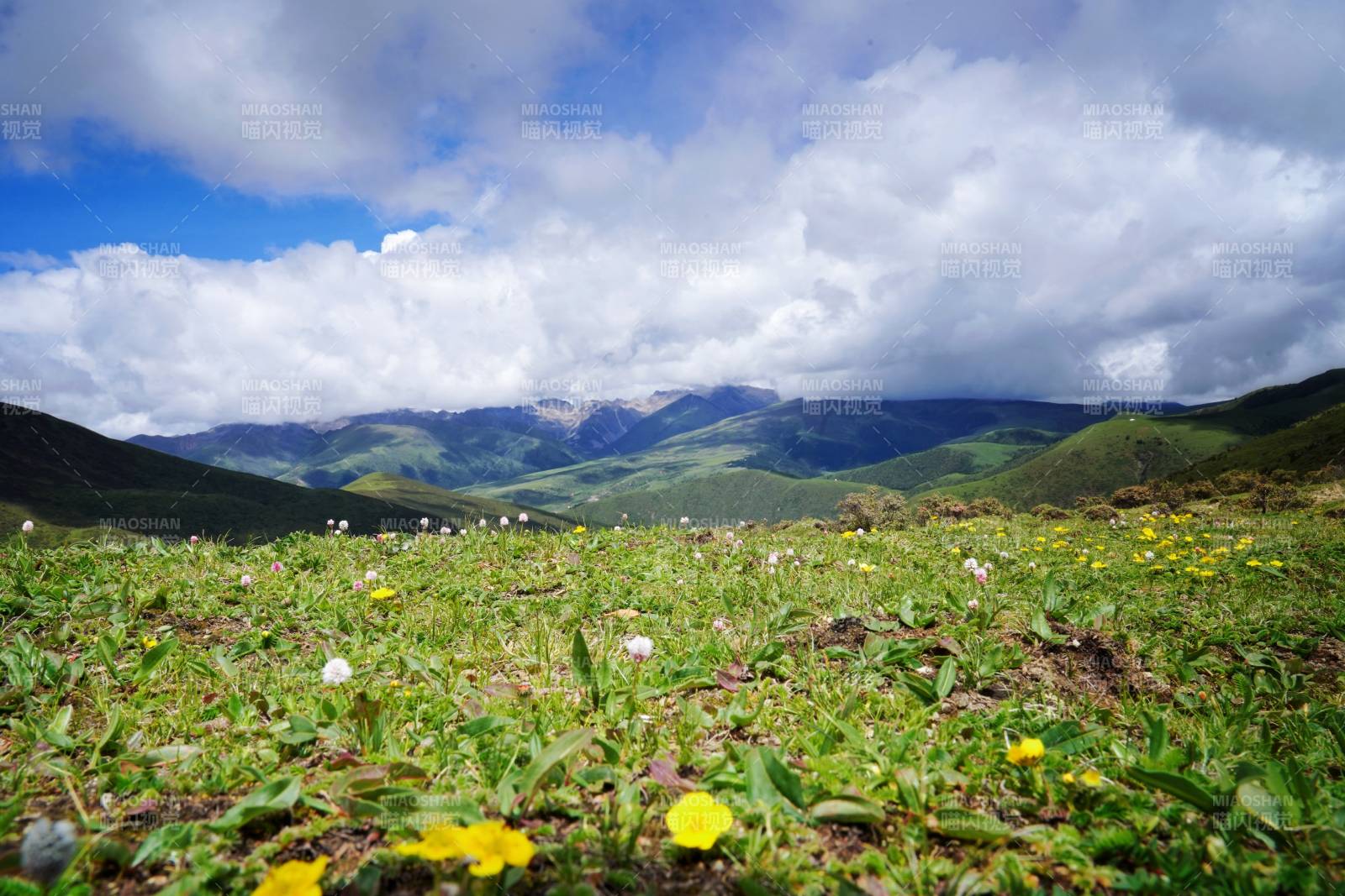 川西高山花海风光图片