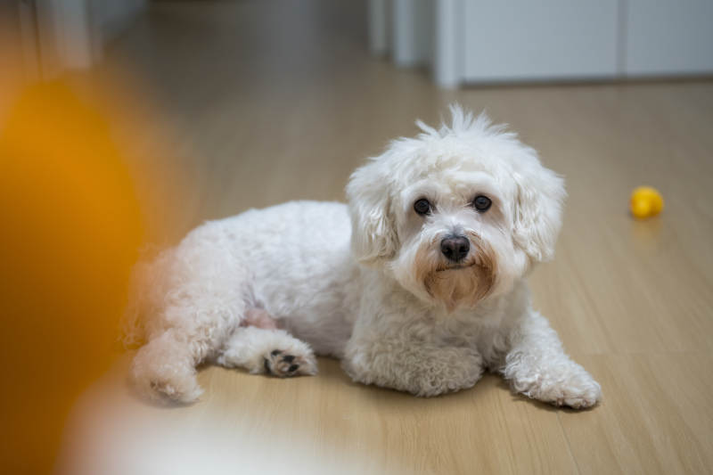 萌犬静卧地板图片