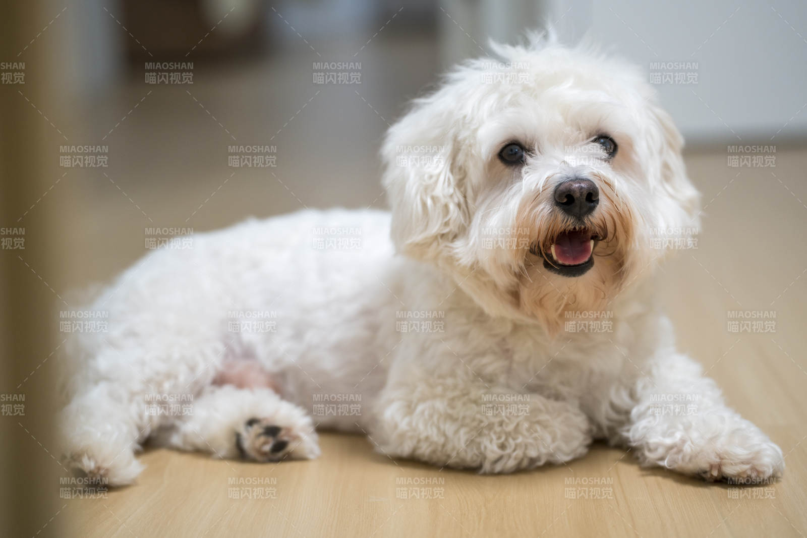 可爱小狗躺地板图片