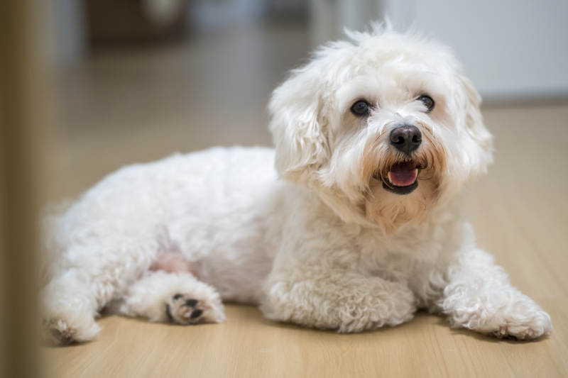 可爱小狗躺地板图片