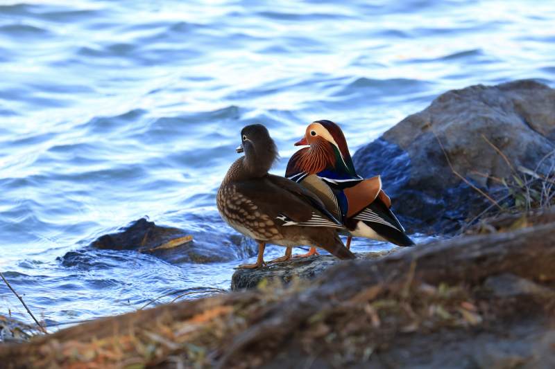 鸳鸯依偎水边图片