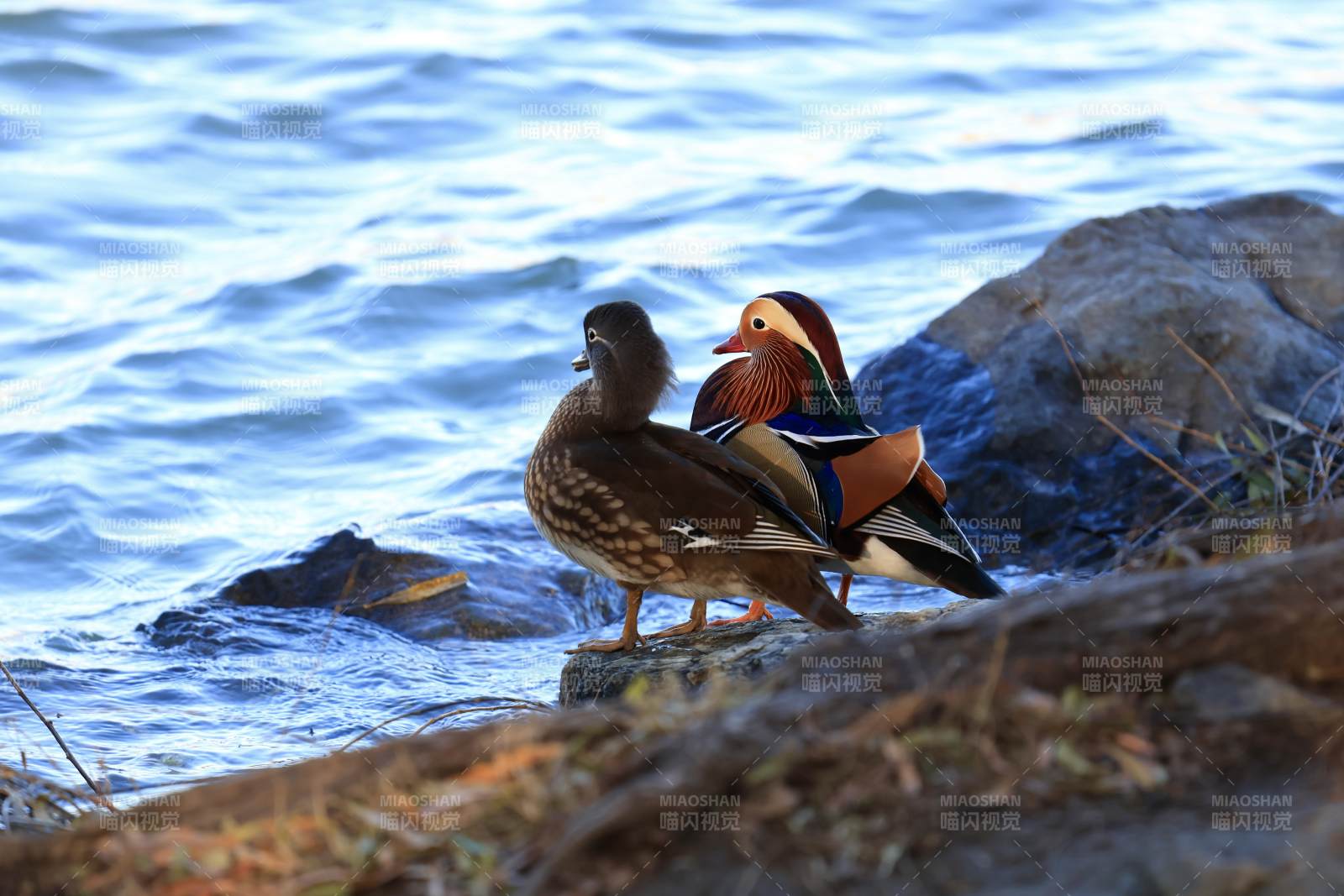 鸳鸯依偎水边图片
