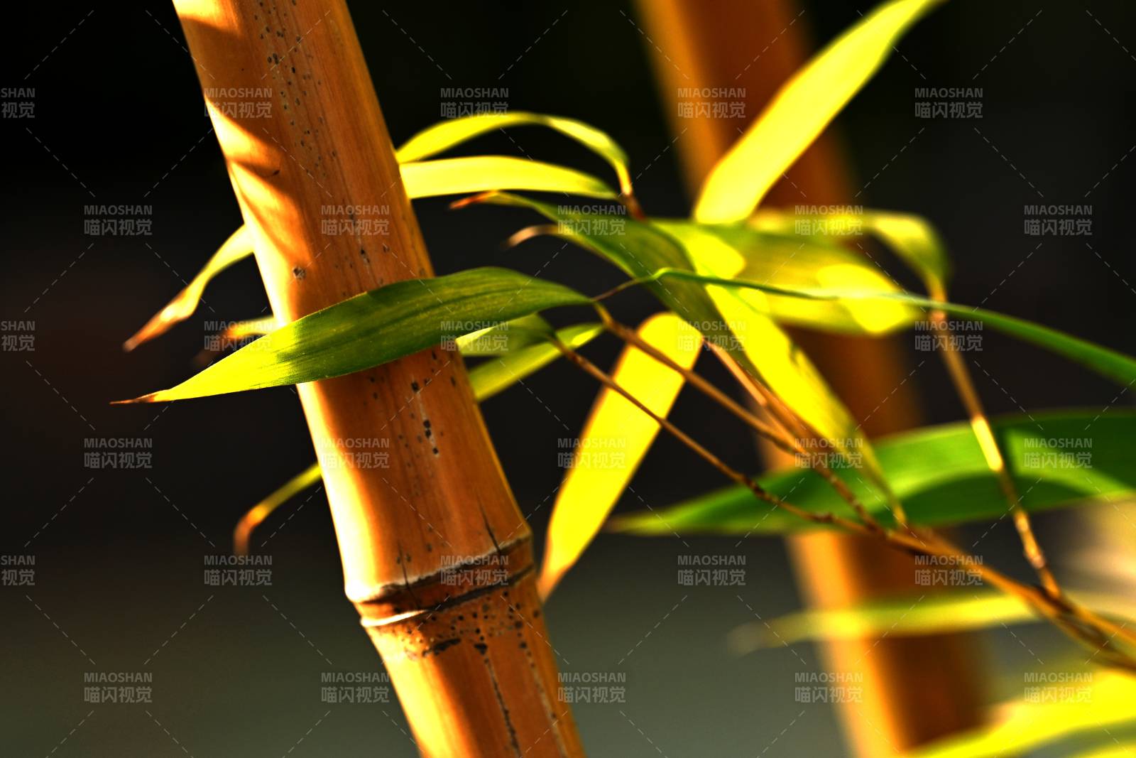 竹影婆娑图片