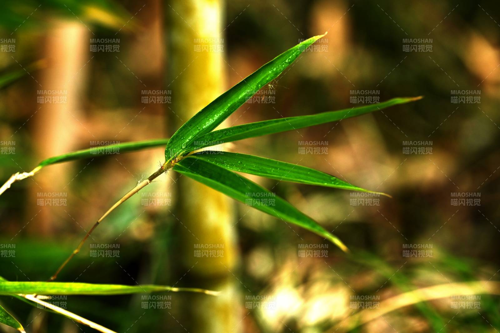 竹叶清影图片