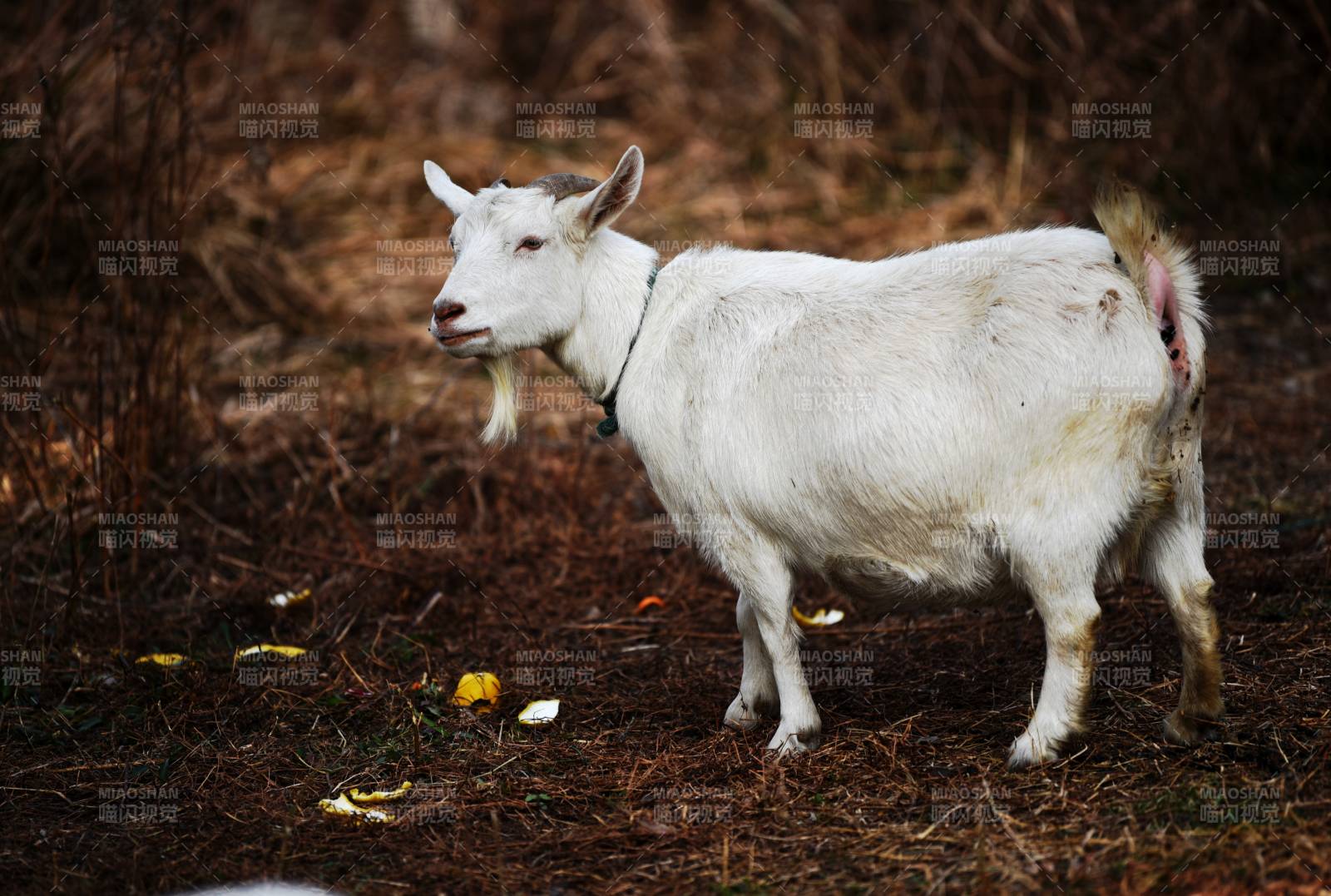 白山羊在林间站立图片
