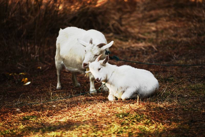 母羊与小羊的温馨时刻图片