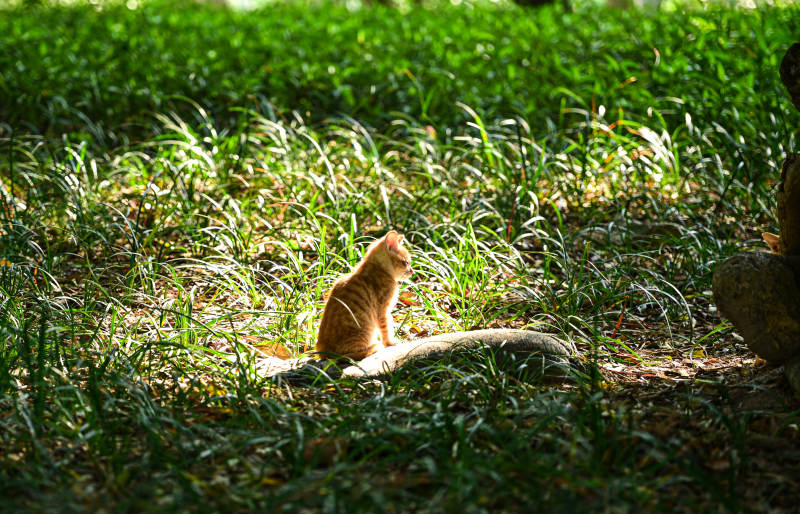 阳光下草丛中晒太阳的小猫咪图片