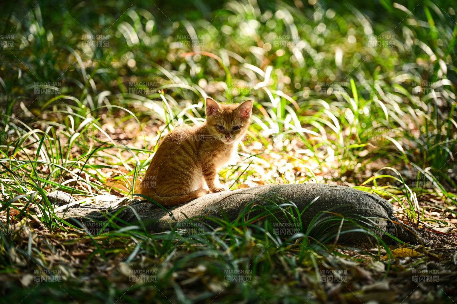 阳光下草丛中晒太阳的小猫咪图片
