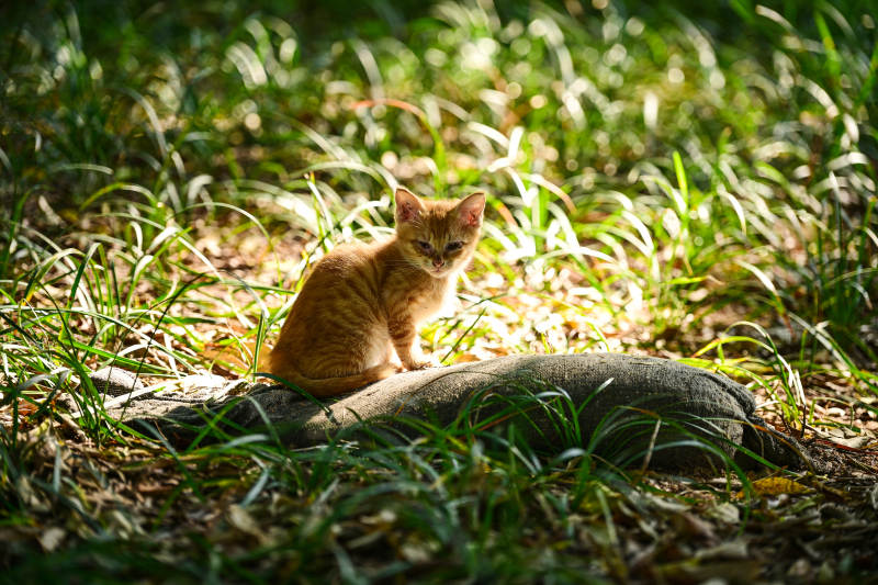 阳光下草丛中晒太阳的小猫咪图片