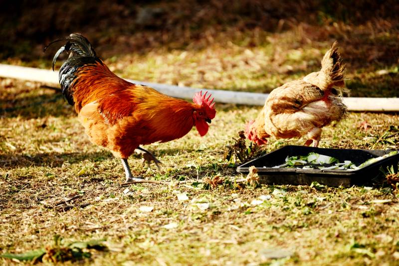 鸡群觅食田园景图片