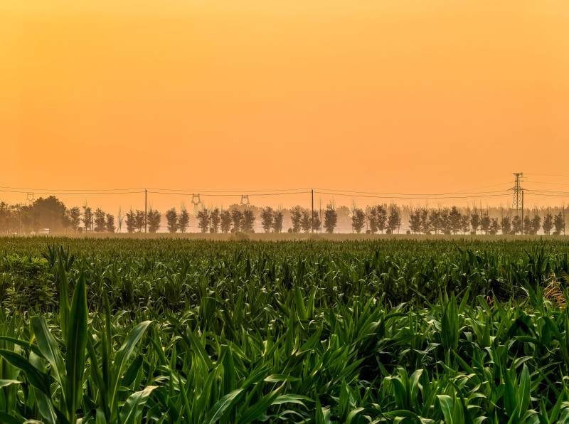 夕阳下的玉米田 安徽图片