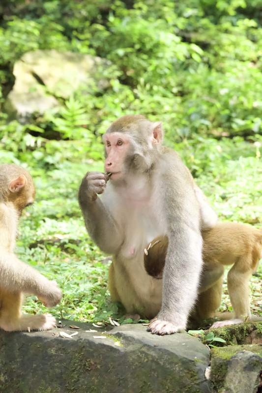 猴子在林间吃东西图片