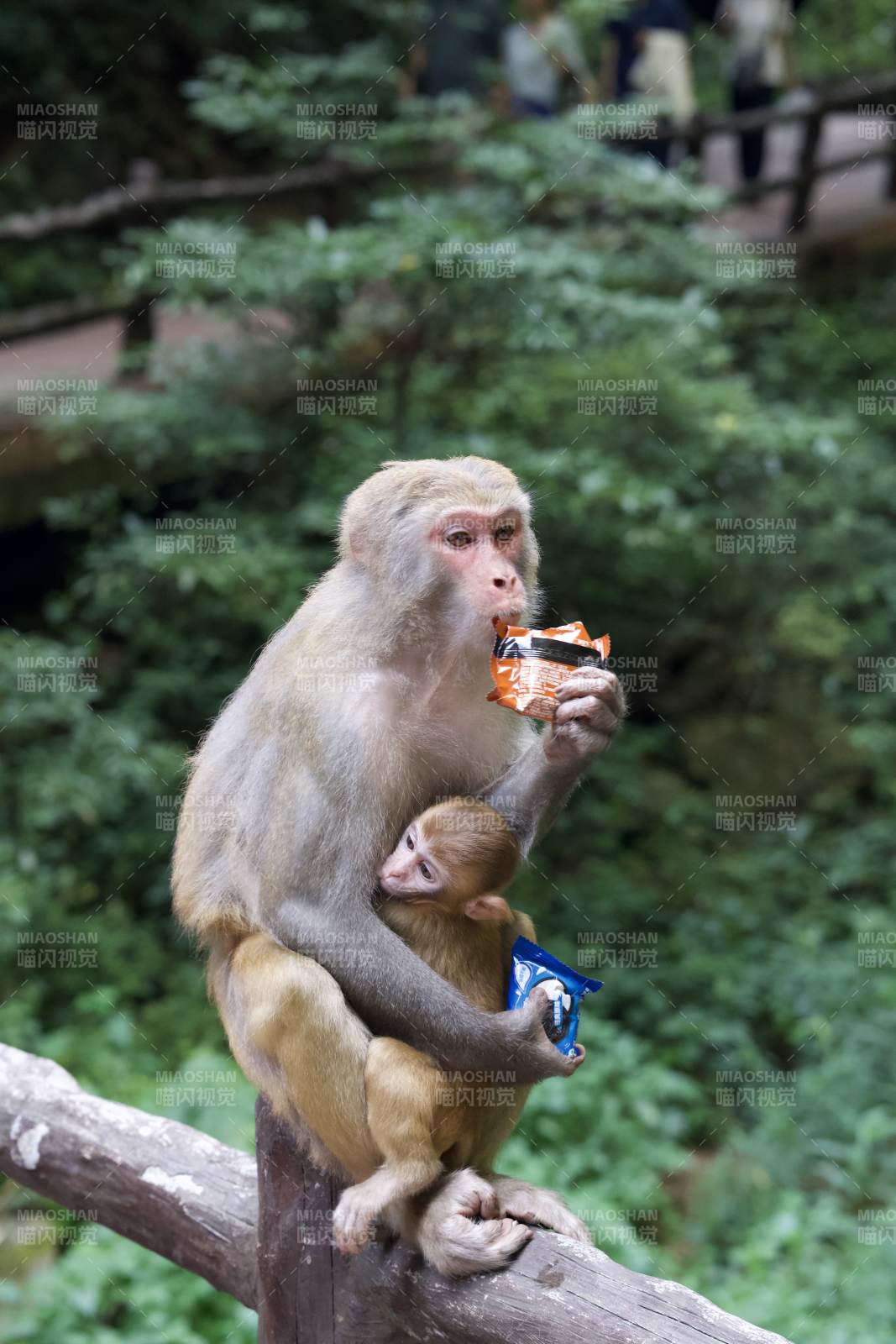 猴母抱子享零食图片