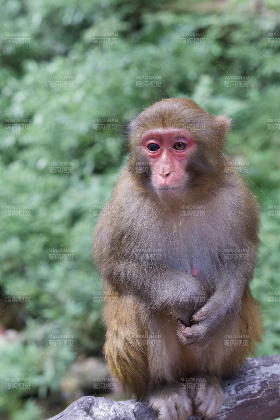 猴子静坐树干上图片