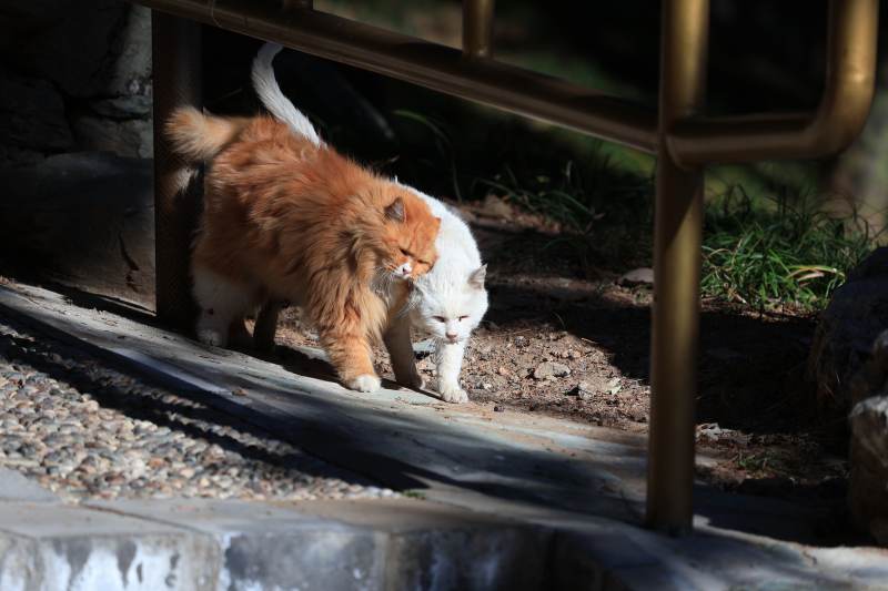 互相依偎的猫咪图片