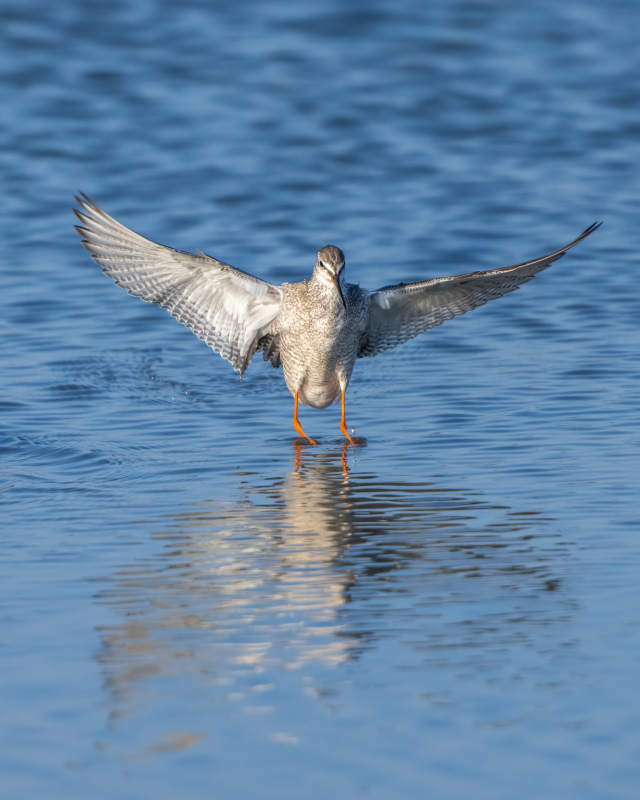 鸭展翅水面图片