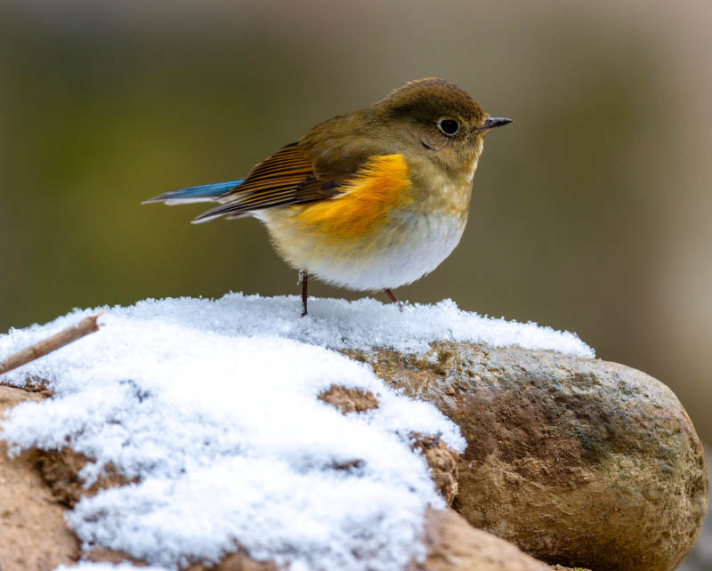 雪中彩羽小鸟图片
