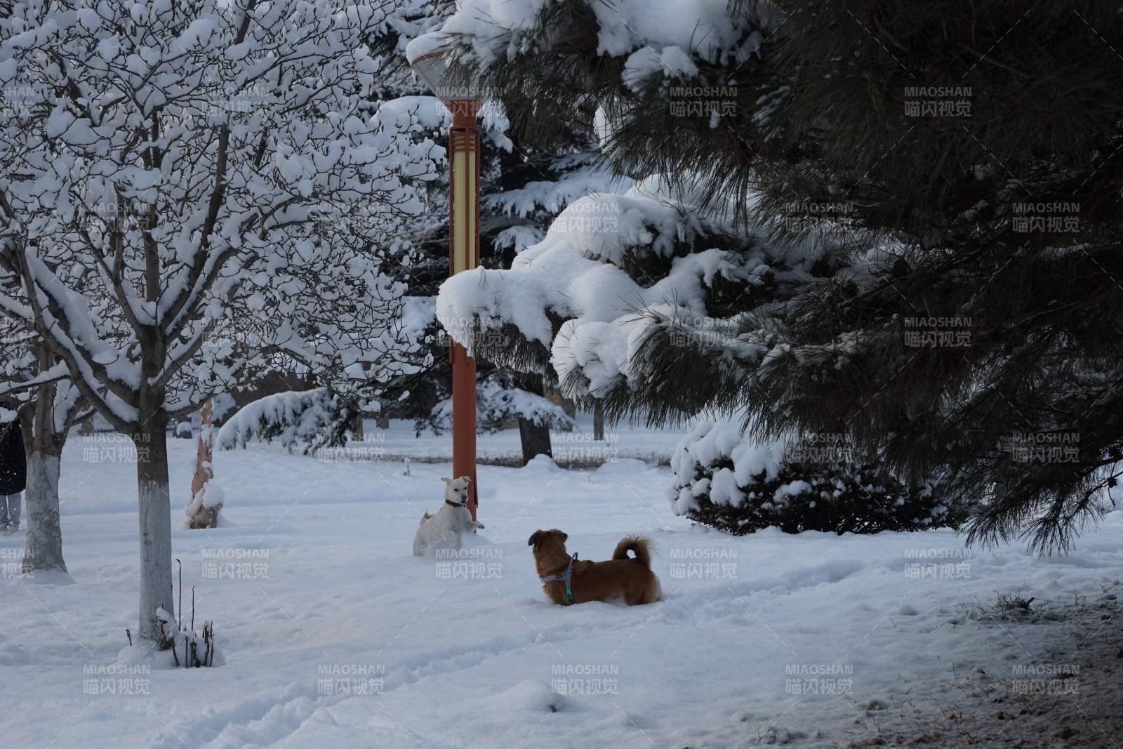 雪地里的小狗图片