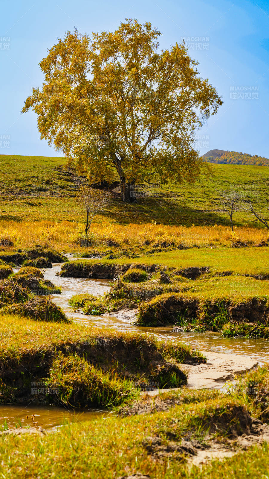 乌兰布统秋树溪流静谧景图片