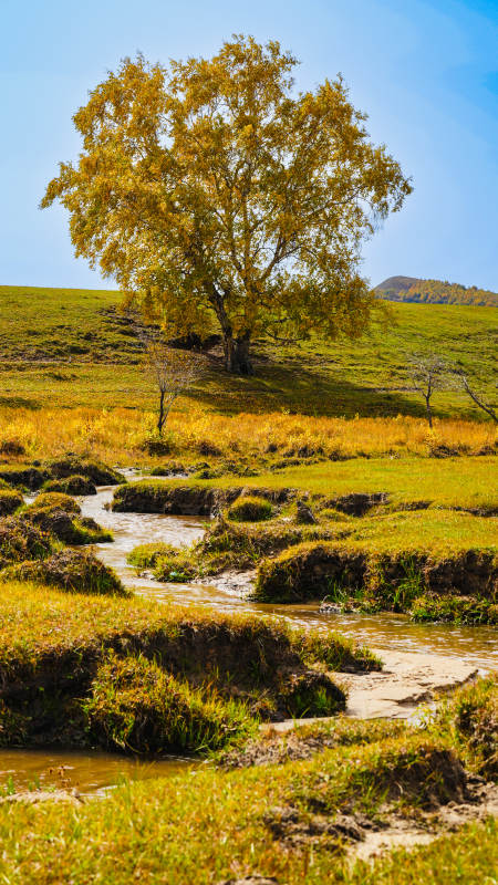 乌兰布统秋树溪流静谧景图片