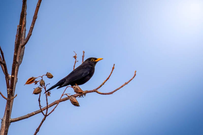 乌灰鸫栖枝望蓝天图片