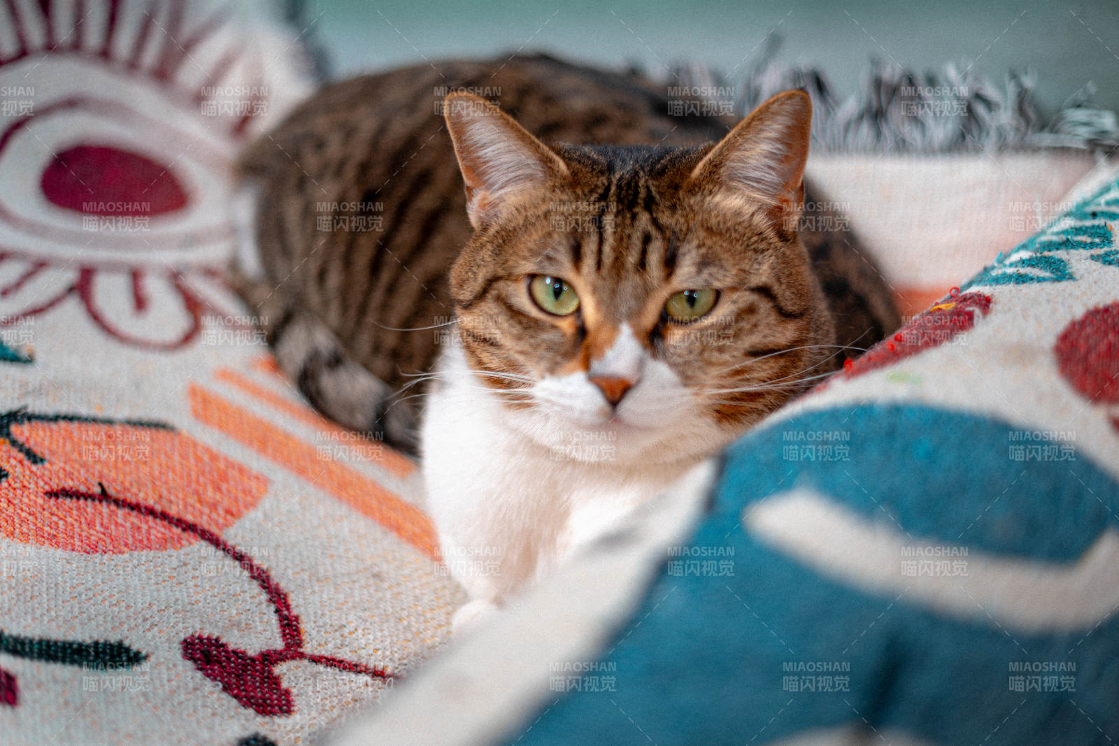 猫咪静卧毯上图片