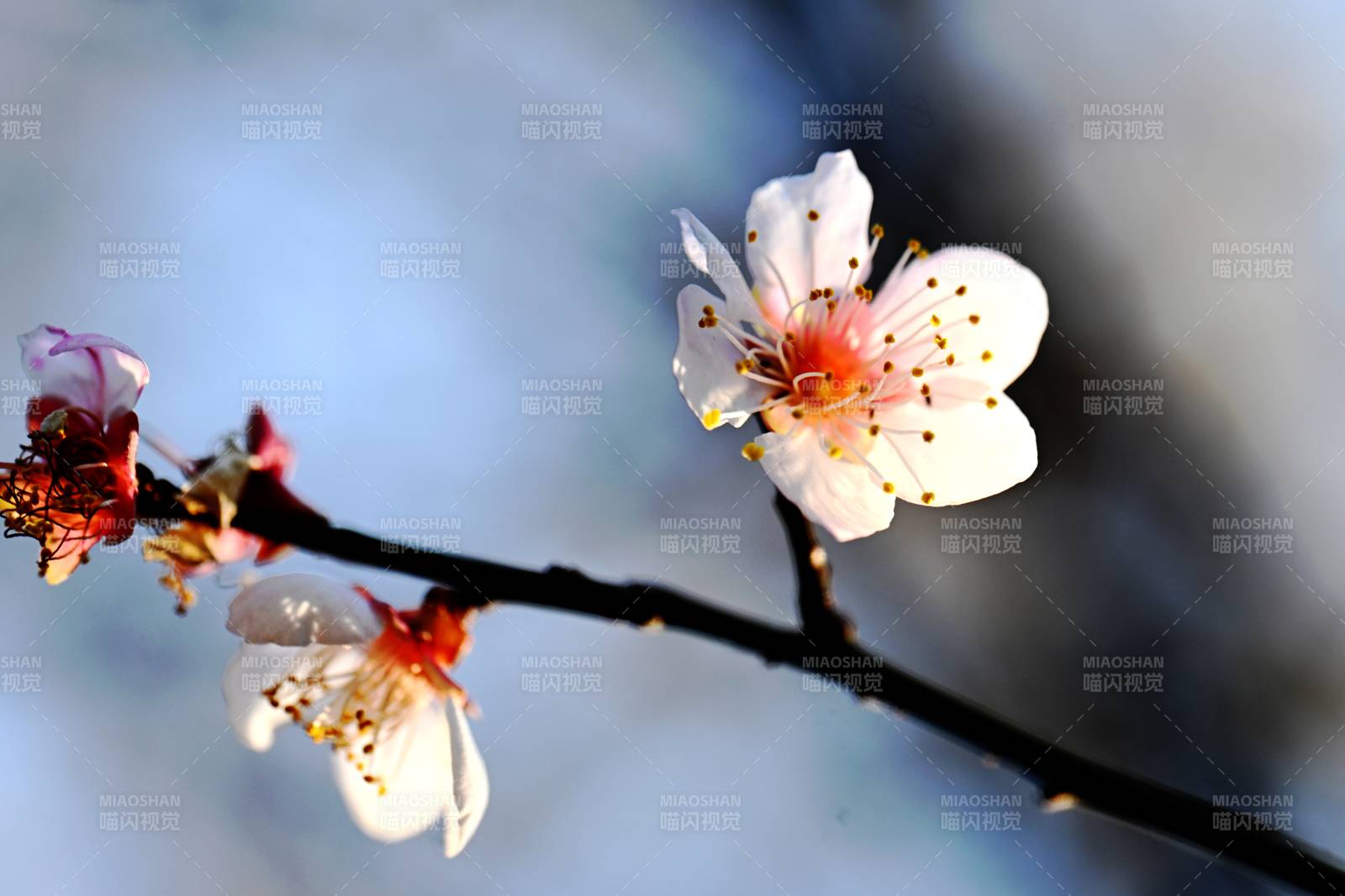 春梅绽放枝头图片