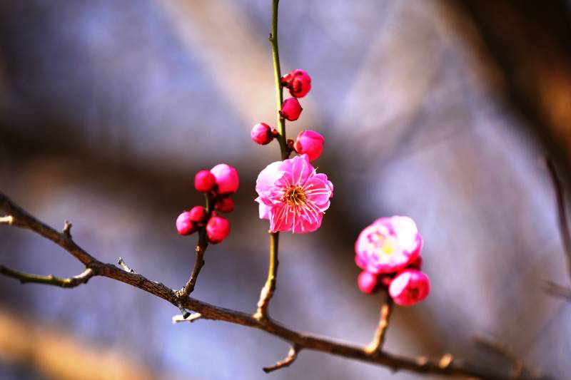 梅花绽放枝头图片