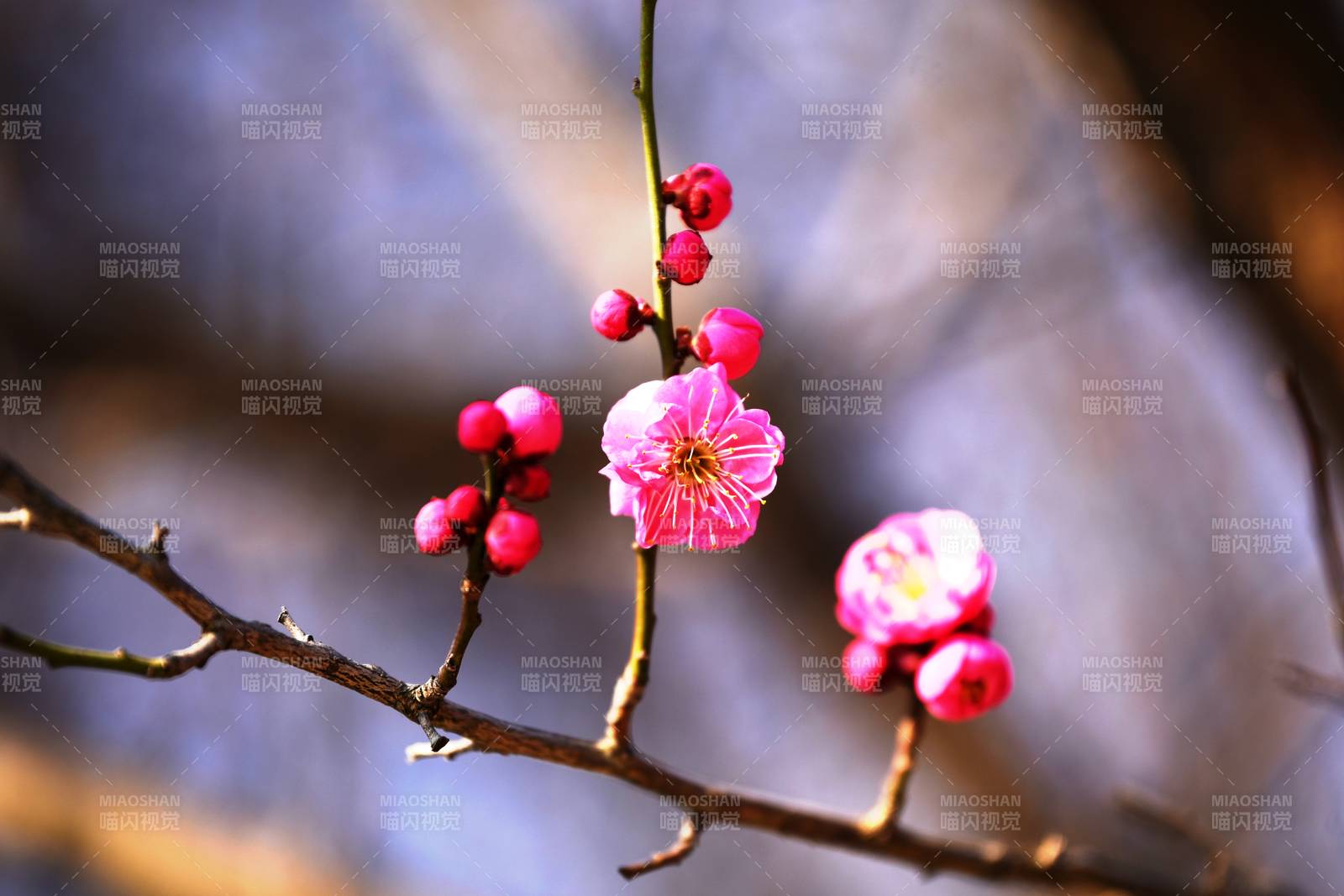 梅花绽放枝头图片