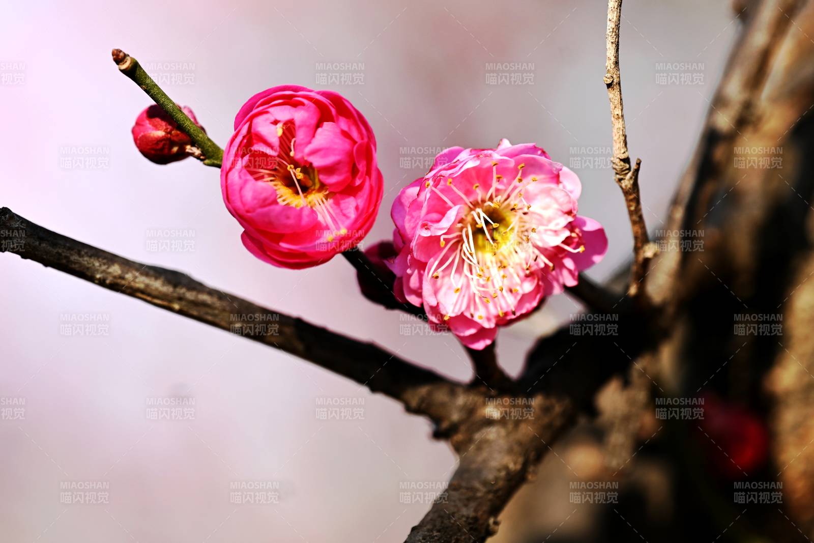 梅花绽放枝头图片