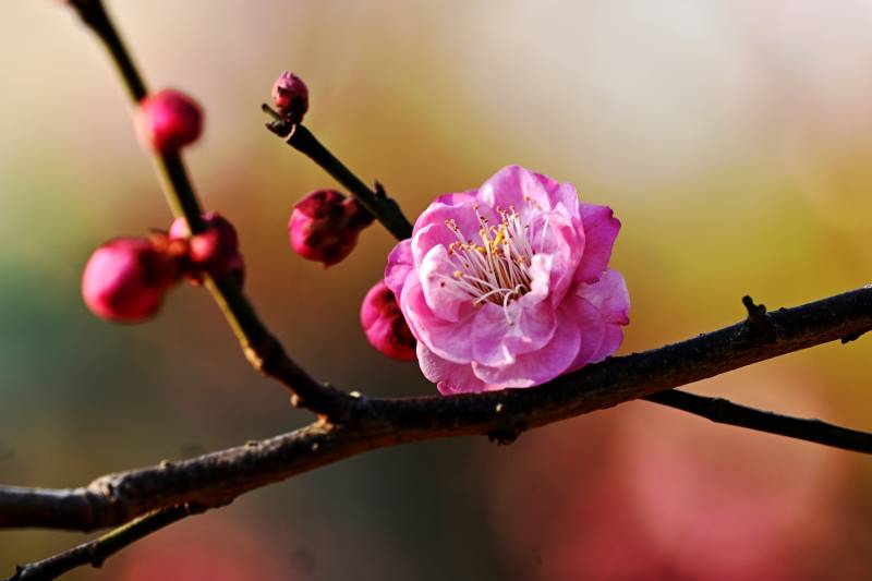 梅花绽放枝头图片