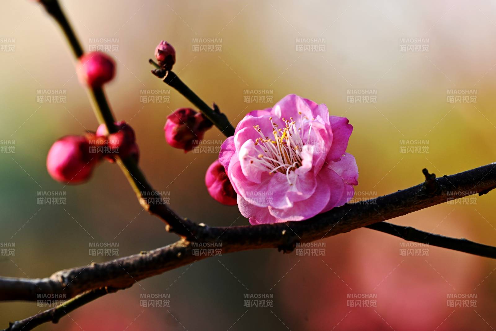 梅花绽放枝头图片