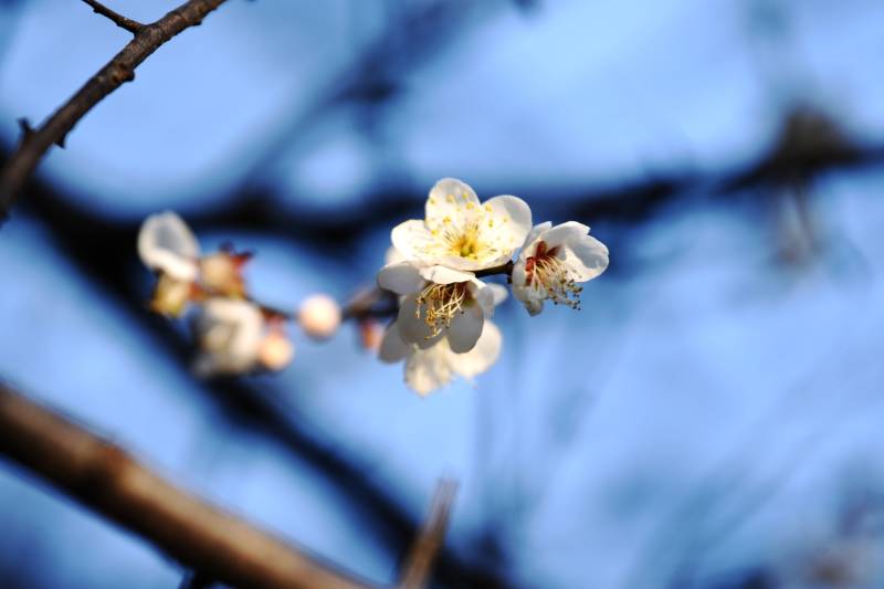 梅花绽放枝头图片
