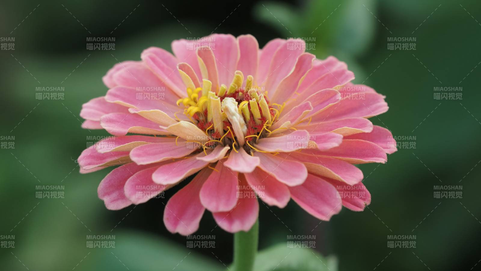 粉红百日菊绽放图片