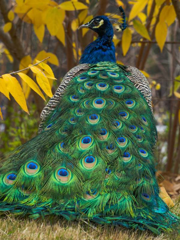 孔雀开屏 羽色斑斓图片