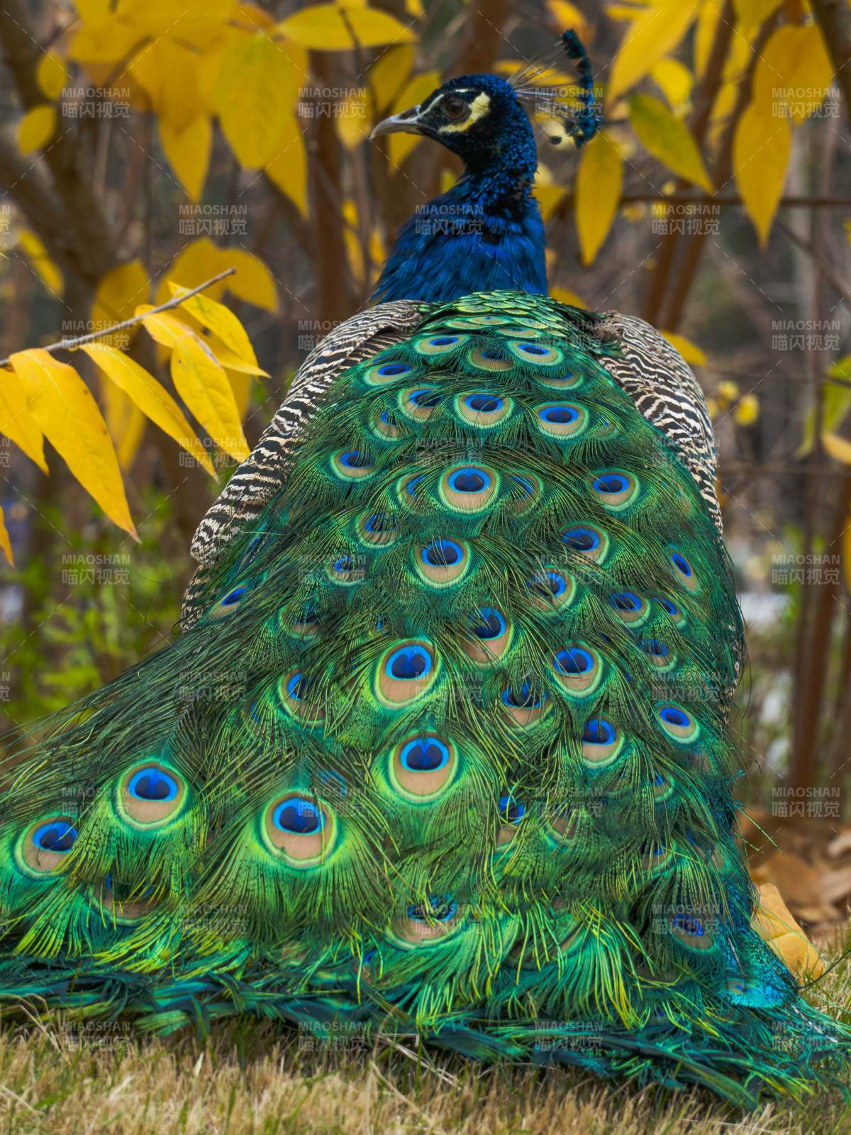 孔雀开屏 羽色斑斓图片