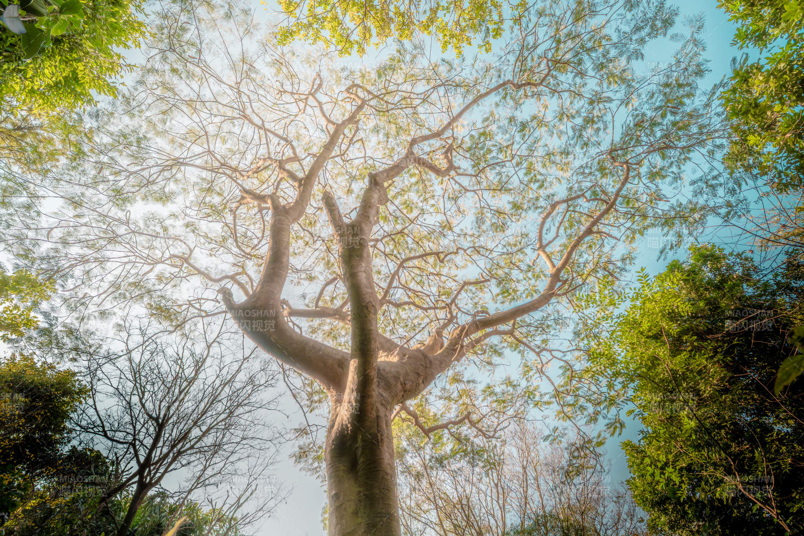 仰望参天大树图片