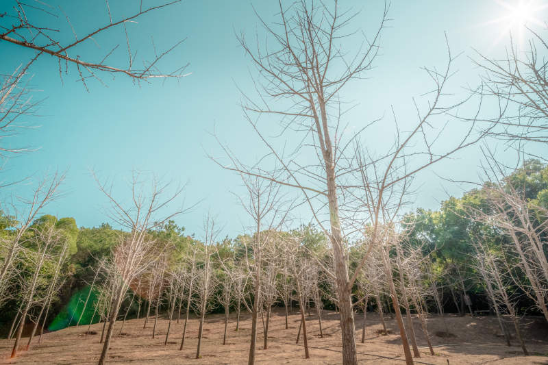 冬日林间光景图片