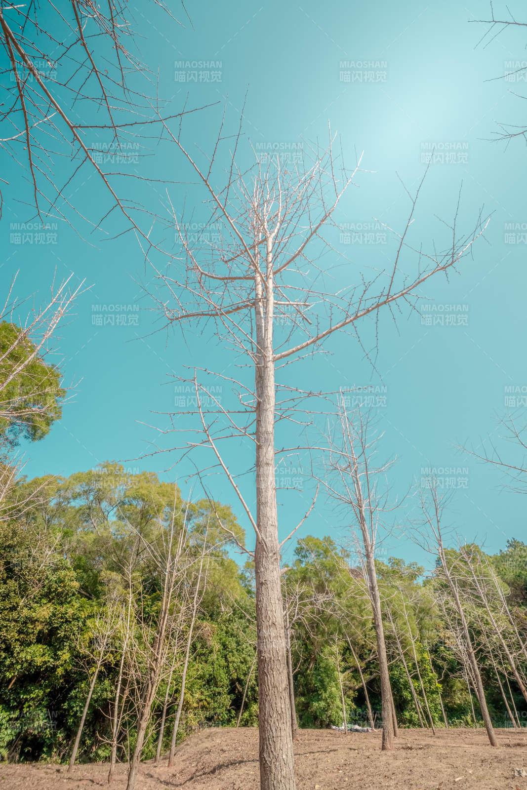枯树仰望蓝天图片
