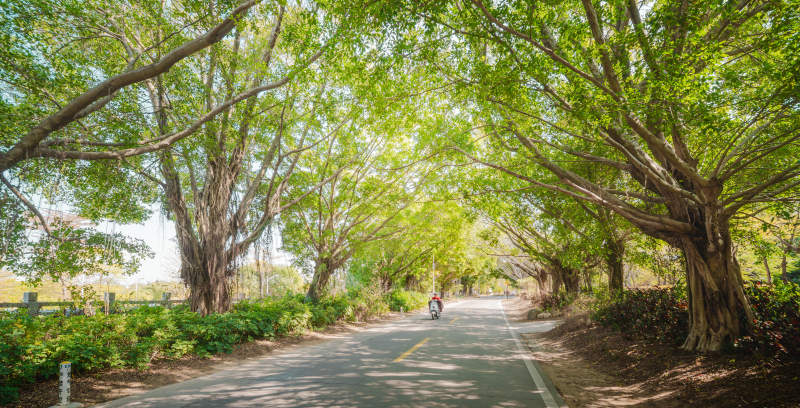 绿荫大道骑行图片