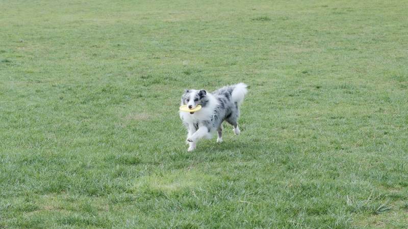 狗狗叼球奔跑图片