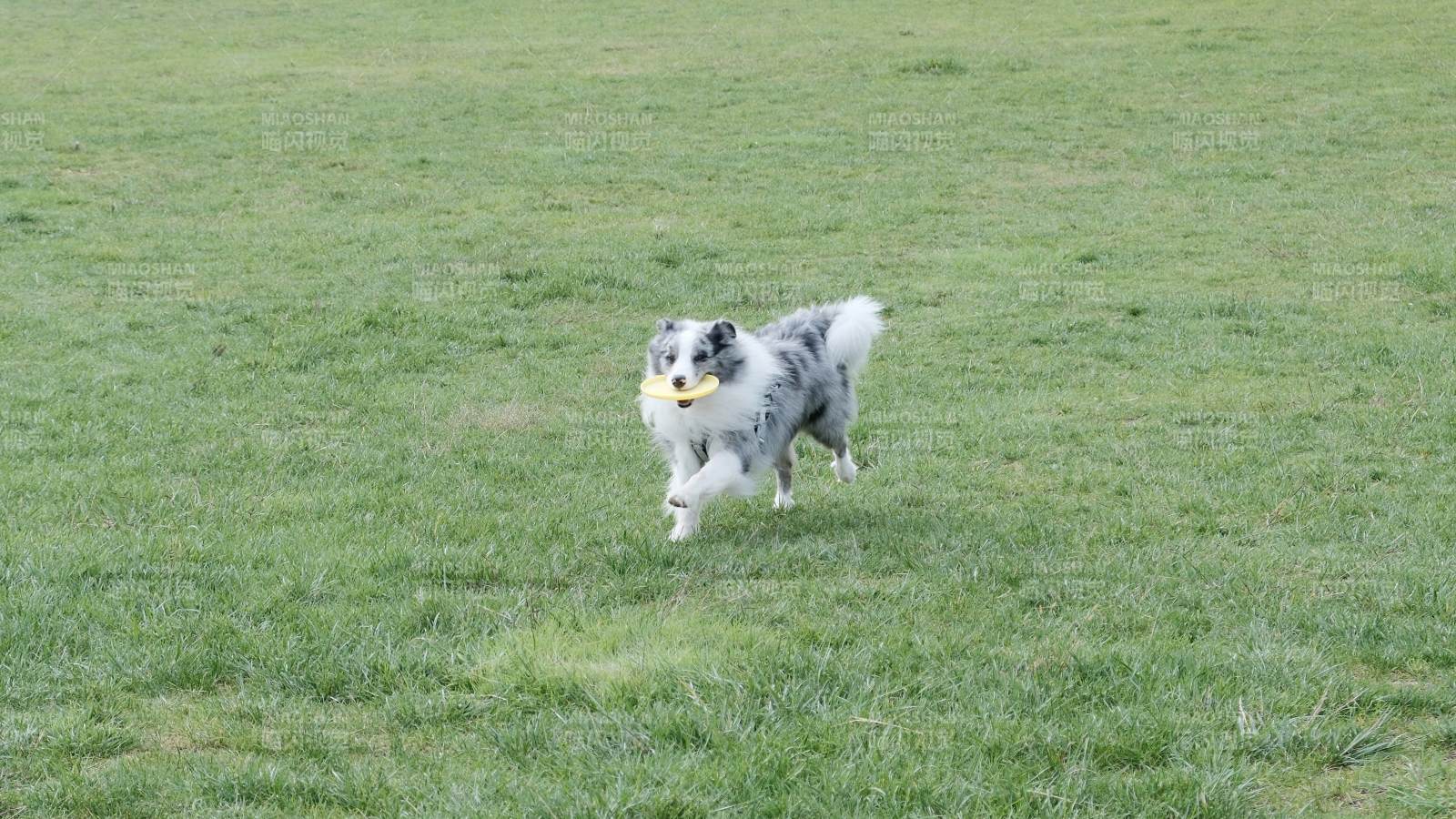 狗狗叼球奔跑图片