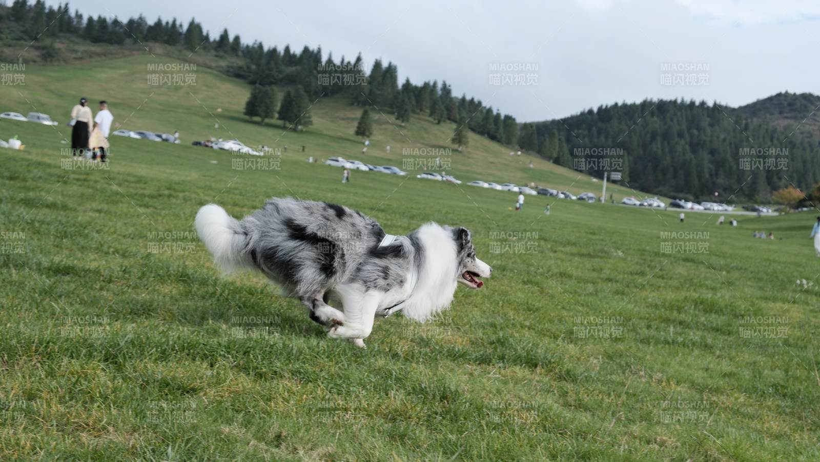 雪橇犬草原奔跑图片