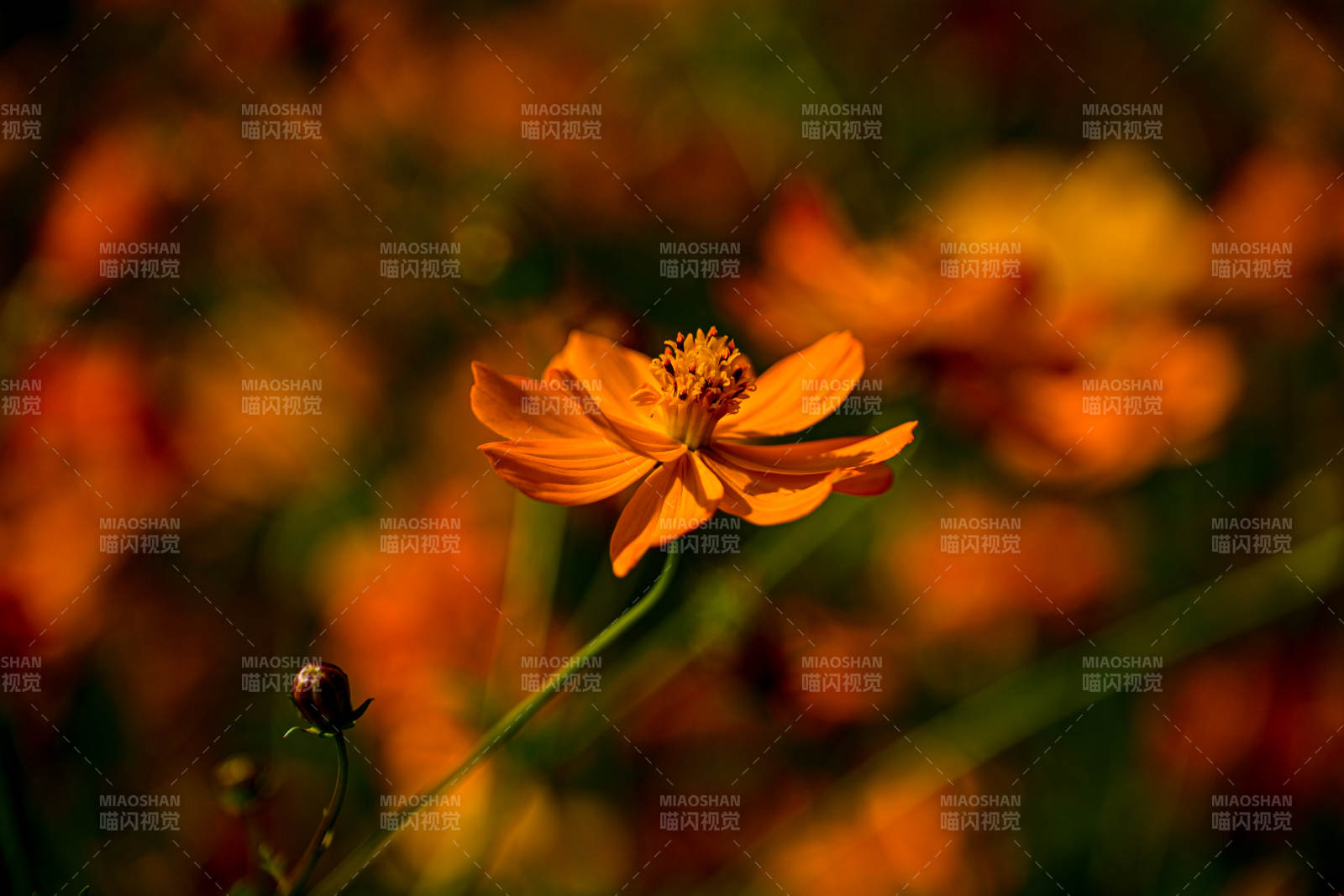 橙色波斯菊绽放特写图片