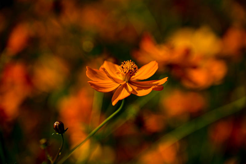 橙色波斯菊绽放特写图片